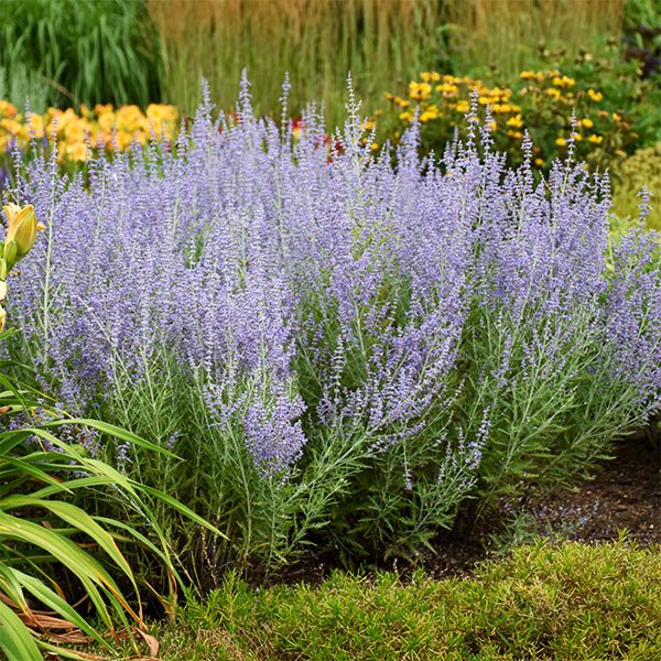Blue Jean Baby Russian Sage (Salvia yangii 'Blue Jean Baby'), a perennial featuring blue, purple flowers and perennial.