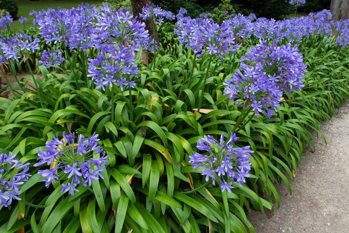 Agapanthus Blue Lily of the Nile displays vibrant purple-blue spherical flower clusters on tall stems above arching green foliage in a garden border.