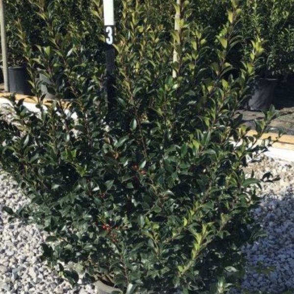 Blue Maid™ Meserve Holly