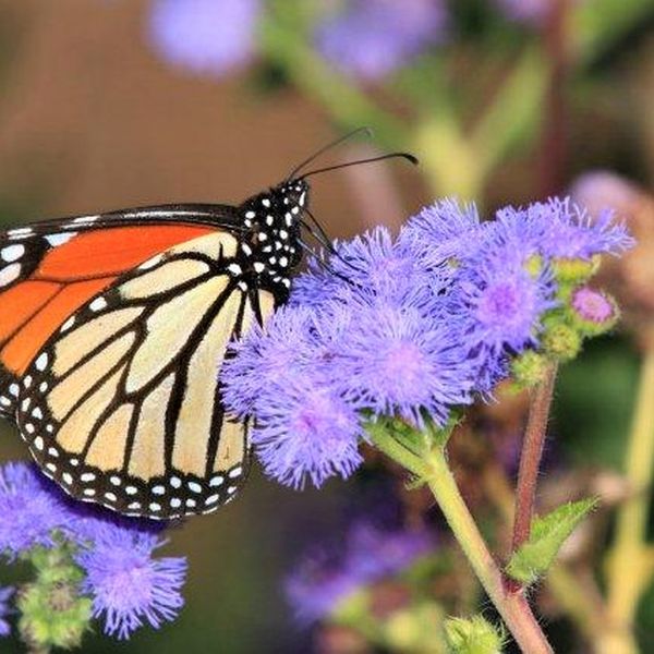 Perennial foliage of Blue Mistflower (Eupatorium coelestinum) in a garden setting.