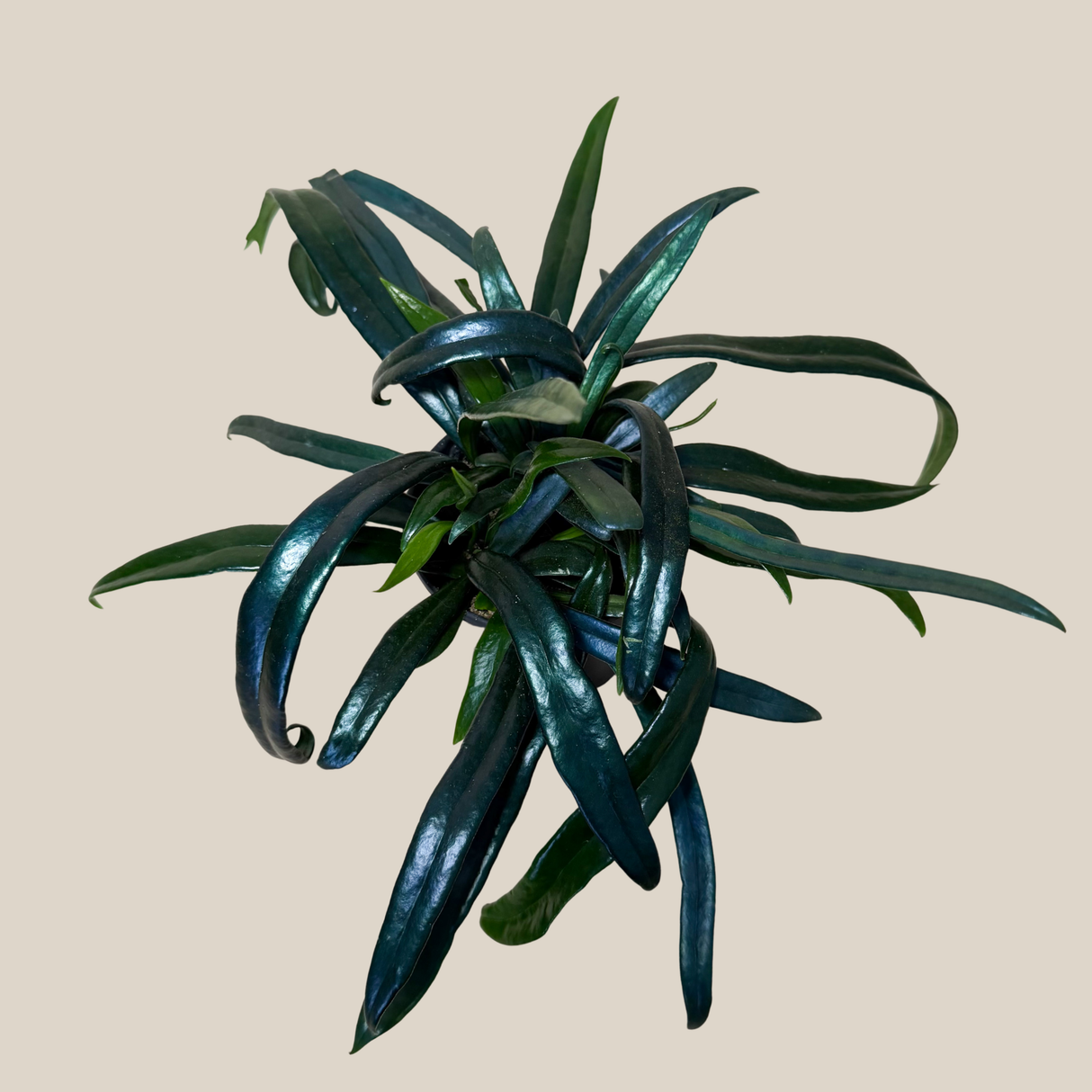 Blue Oil Fern in a 4 inch pot, view 3
