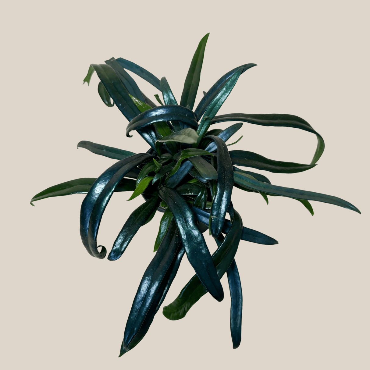 Blue Oil Fern in a 4 inch pot, view 3