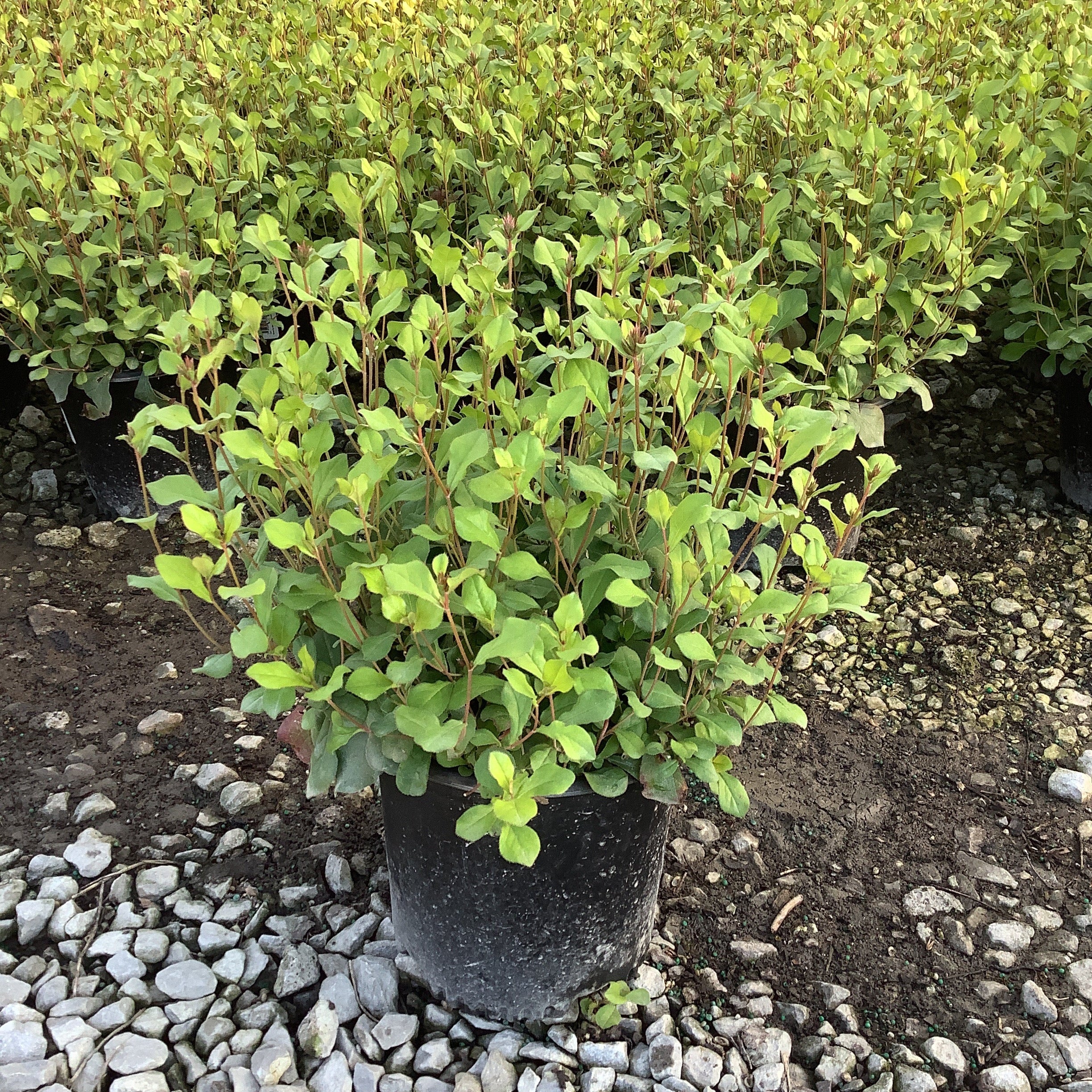 Blue Plumbago Plant