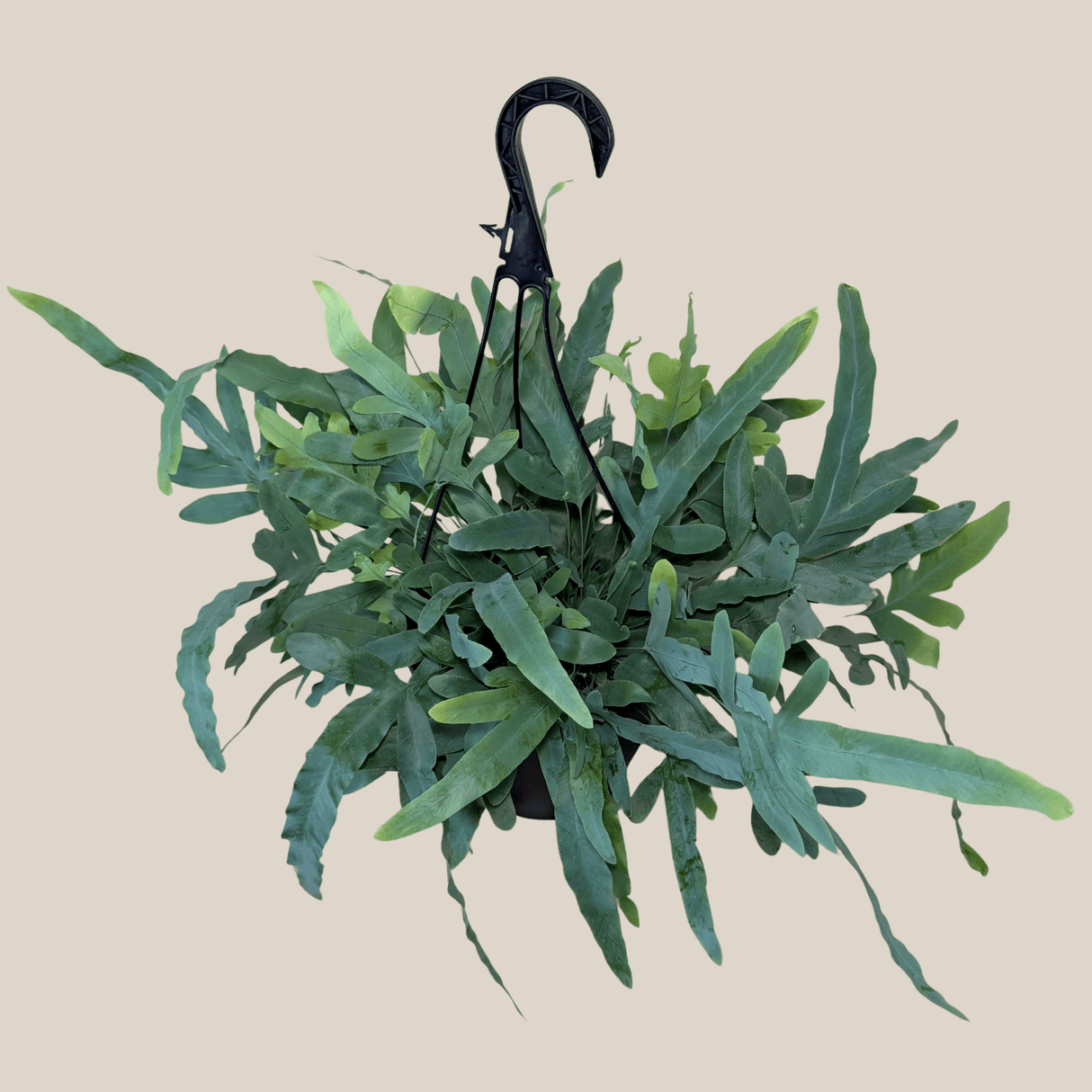 Blue Star Fern in an 8 inch hanging basket, view 2