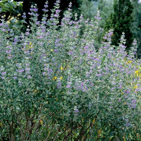 Dark Knight Bluebeard (Caryopteris x clandonensis 'Dark Knight'), a shrub featuring blue, purple flowers and deciduous.