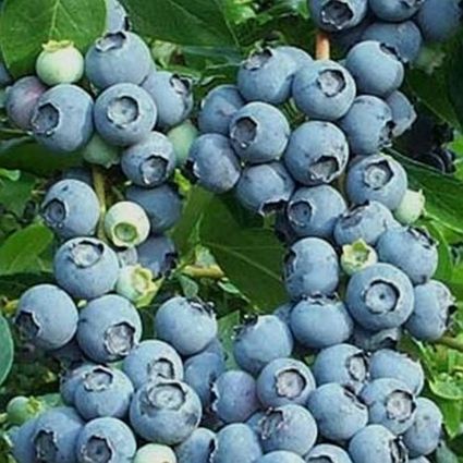 Close-up of white vaccinium flowers on Bluecrop Blueberry Bush blooming in early spring to late spring.