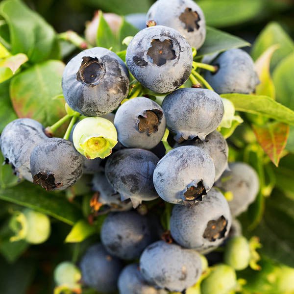 Bushel and Berry® Jelly Bean® Blueberry Bush