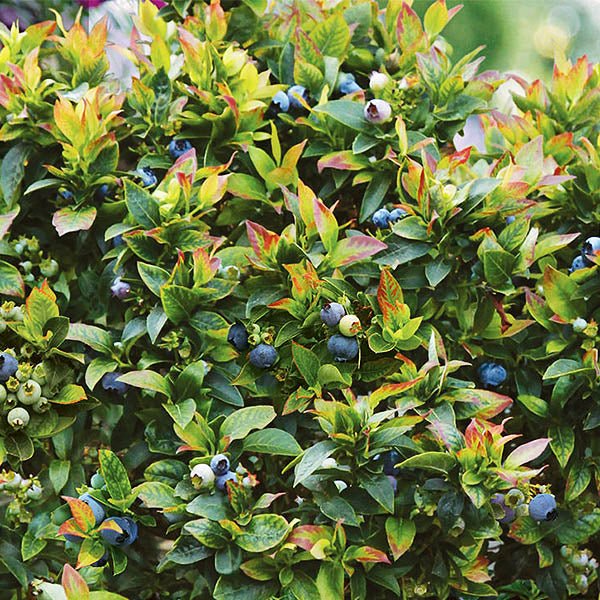 Bushel and Berry® Jelly Bean® Blueberry Bush