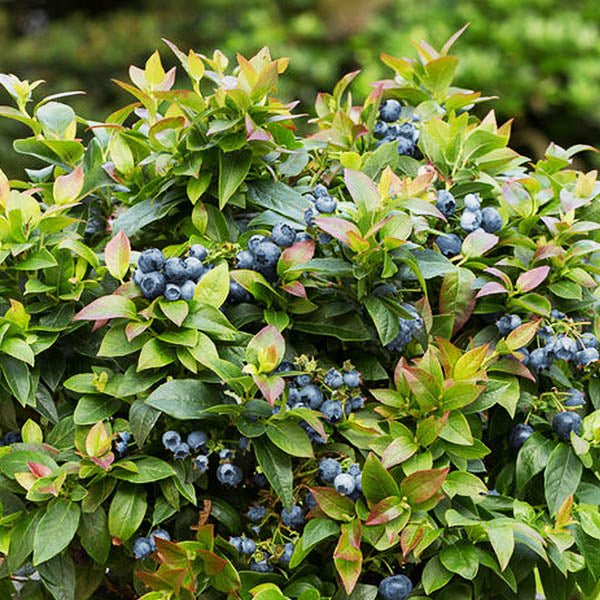 Bushel and Berry® Jelly Bean® Blueberry Bush