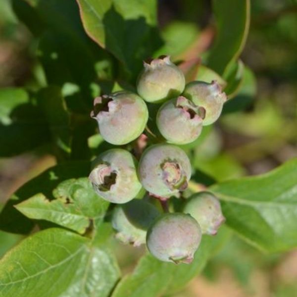 Jersey Blueberry Bush (Vaccinium 'Jersey'), a shrub featuring white flowers and deciduous.