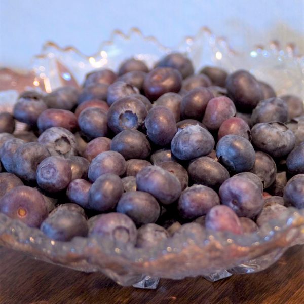 Close-up of white vaccinium flowers on Northcountry Blueberry Bush blooming in early spring to late spring.