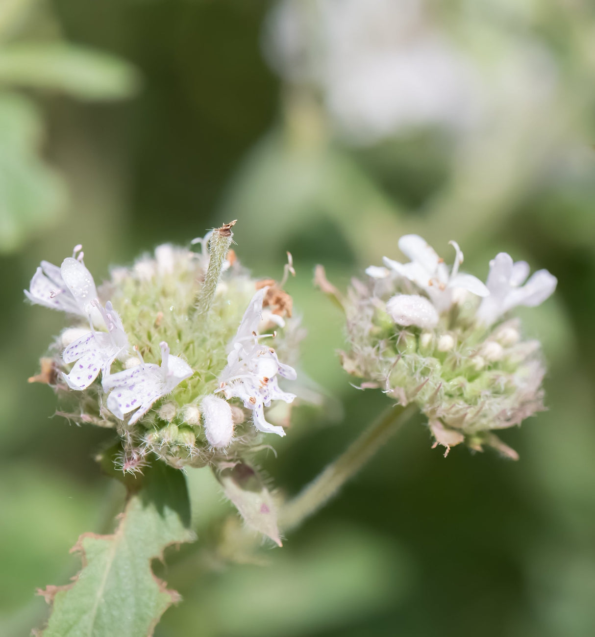 dreamstime_xxl_242182711