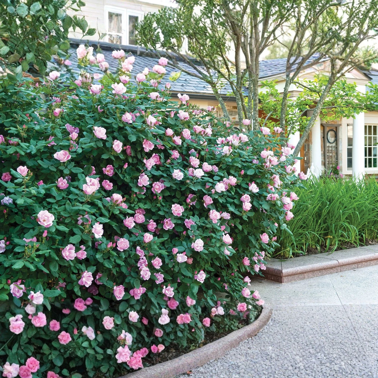 A mature Blushing Knock Out rose shrub blooming abundantly with pale pink flowers in a home garden landscape.