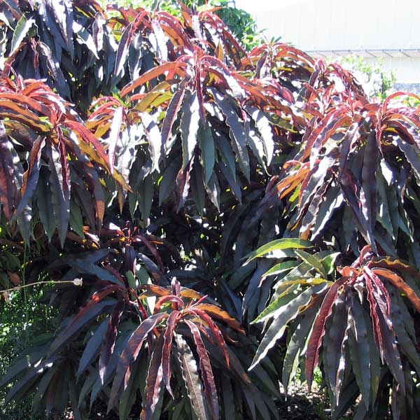 Close-up of pink prunus flowers on Bonfire Peach Tree blooming in early spring.