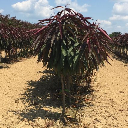 Deciduous foliage of Bonfire Peach Tree (Prunus persica 'Bonfire') in a garden setting.