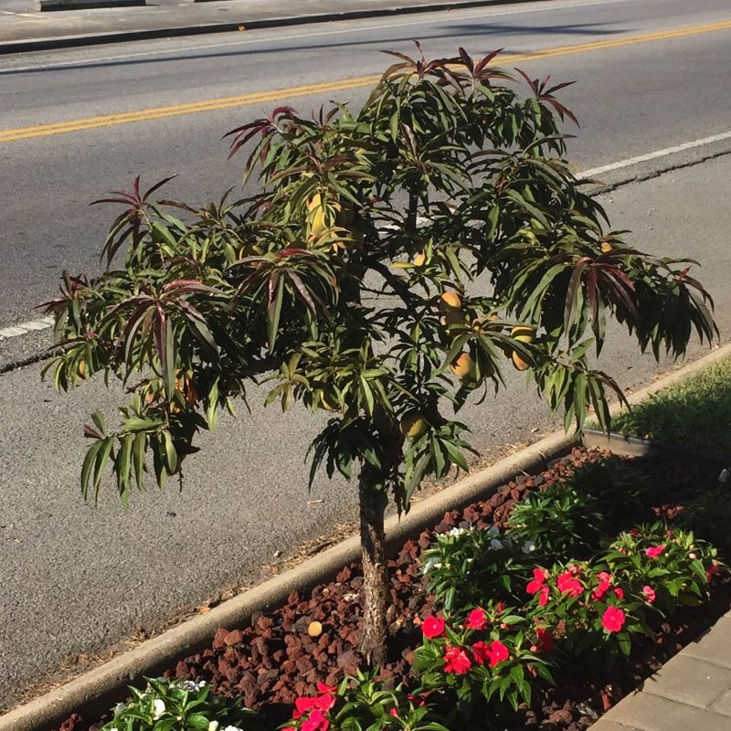 Bonfire Peach Tree (Prunus persica 'Bonfire'), a tree featuring pink flowers and deciduous.