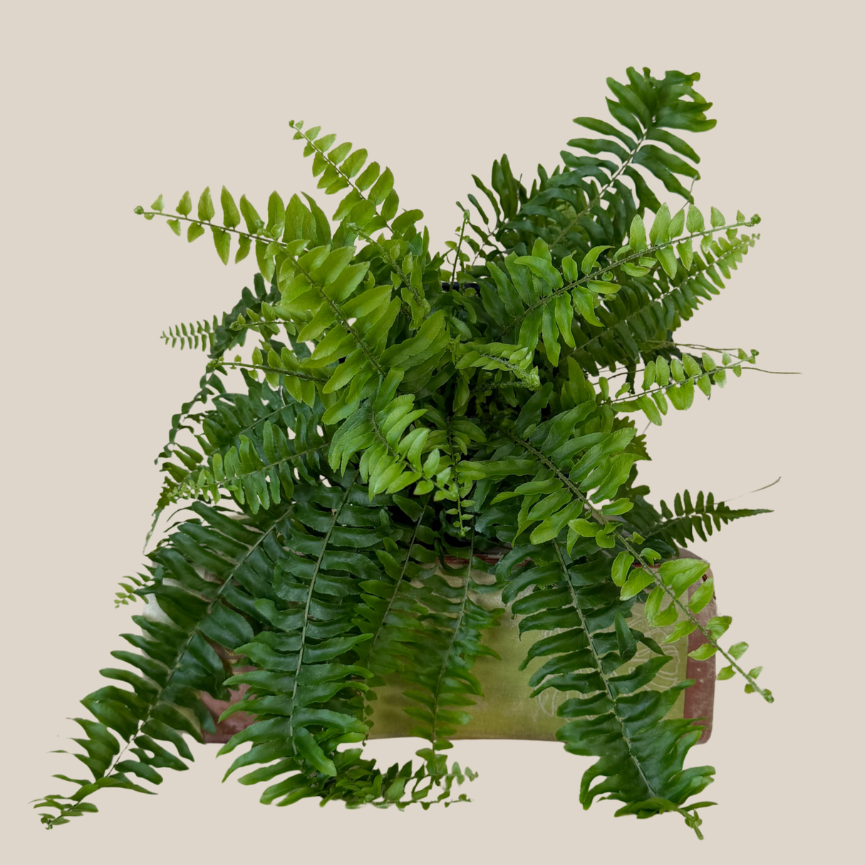 Nephrolepis Exaltata Boston Fern in a 6 inch pot, view 3