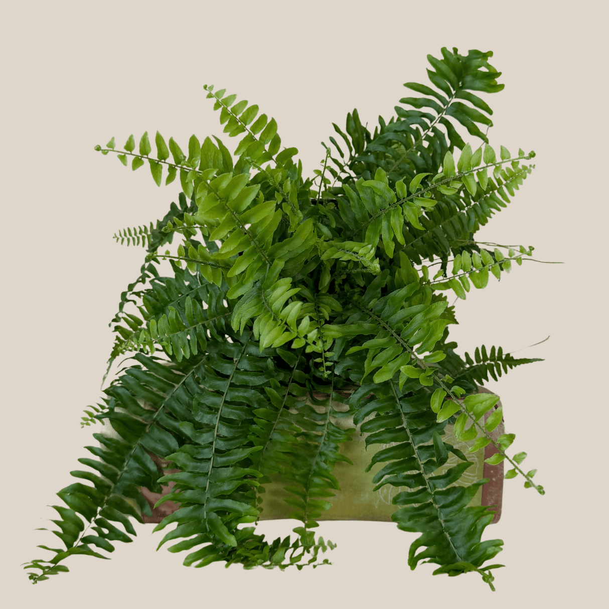 Nephrolepis Exaltata Boston Fern in a 6 inch pot, view 3