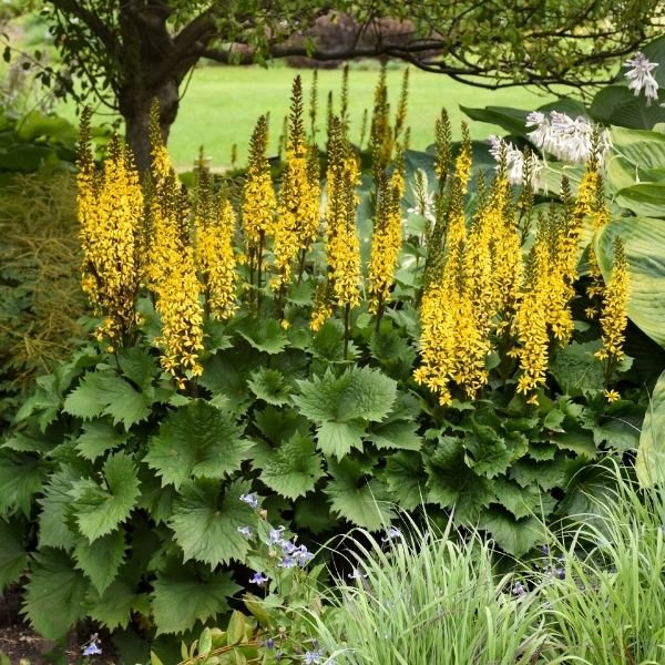 Close-up of orange, yellow ligularia flowers on Bottle Rocket Leopard Plant blooming in early summer to late summer.