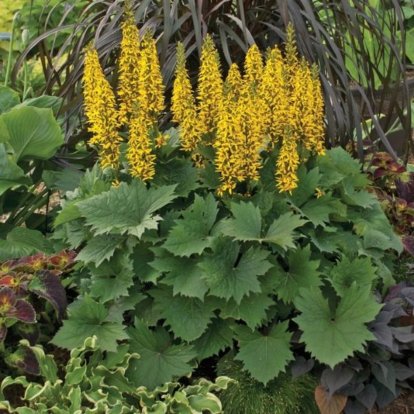 Bottle Rocket Leopard Plant (Ligularia x 'Bottle Rocket'), a perennial featuring orange, yellow flowers and perennial.