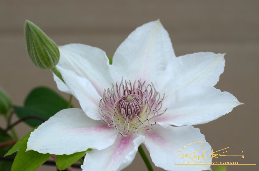 Boulevard® Corinne™ Clematis