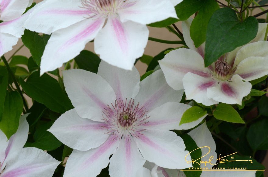 Boulevard® Corinne™ Clematis