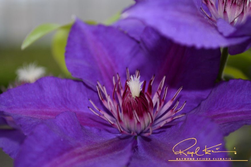 Boulevard® Edda™ Clematis