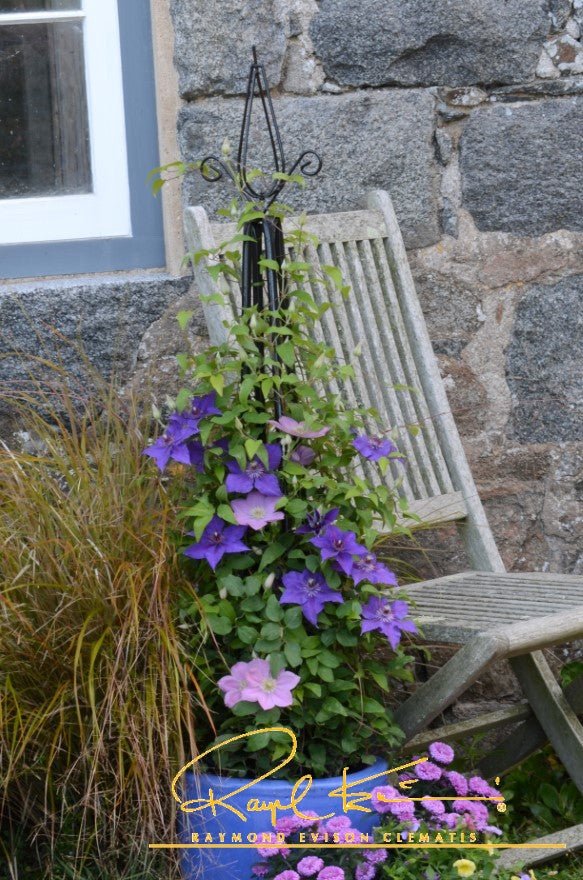 Boulevard® Endellion Clematis