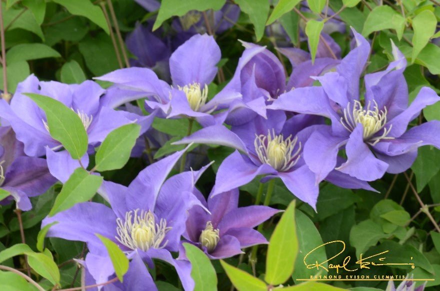 Boulevard® Olympia™ Clematis
