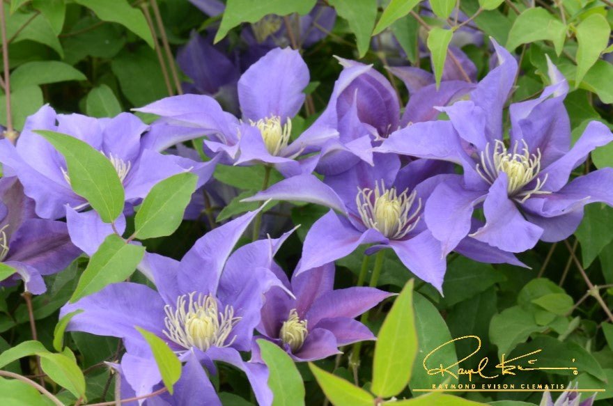 Boulevard® Olympia™ Clematis