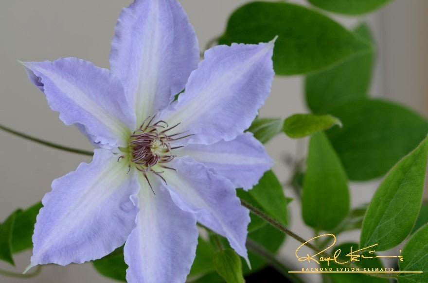 Boulevard® Tranquilite™ Clematis
