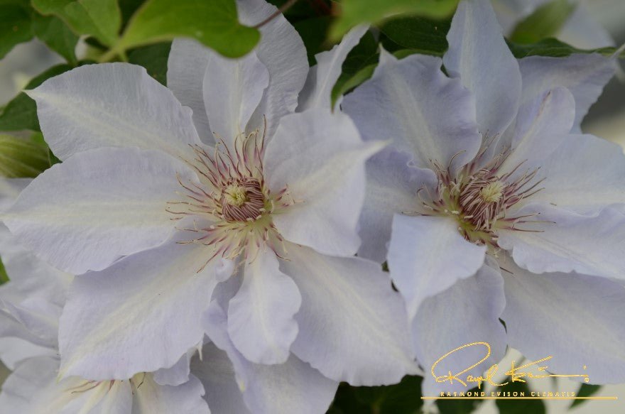 Boulevard® Tranquilite™ Clematis