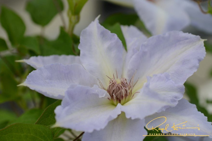 Boulevard® Tranquilite™ Clematis