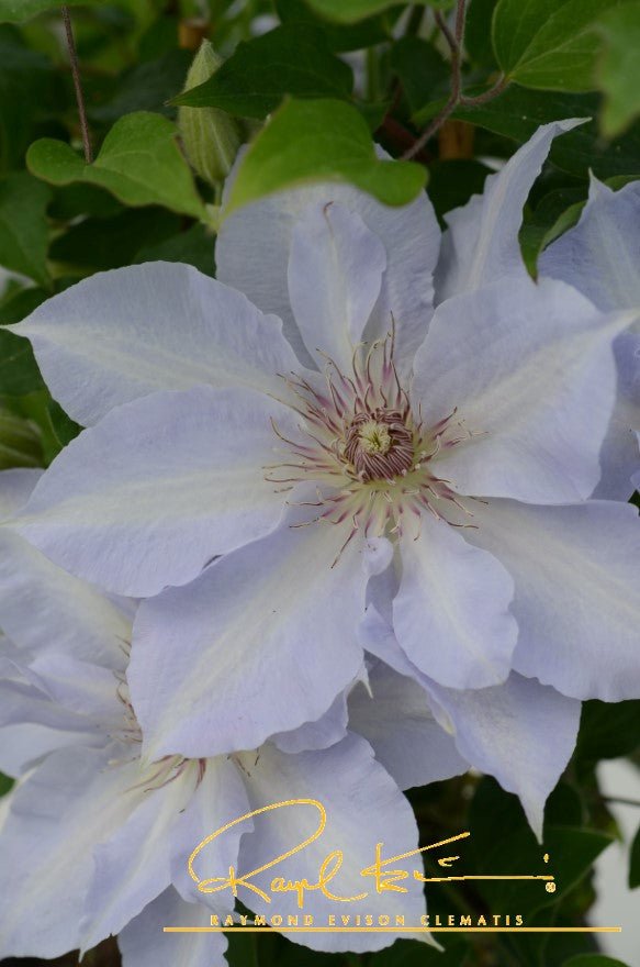 Boulevard® Tranquilite™ Clematis