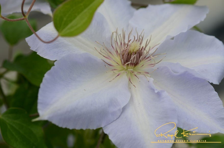 Boulevard® Tranquilite™ Clematis