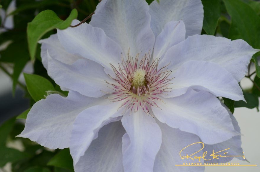 Boulevard® Tranquilite™ Clematis