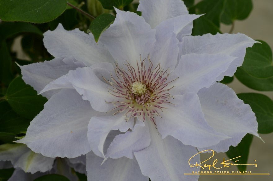 Boulevard® Tranquilite™ Clematis