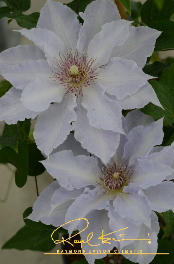Boulevard® Tranquilite™ Clematis