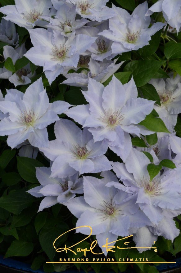 Boulevard® Tranquilite™ Clematis