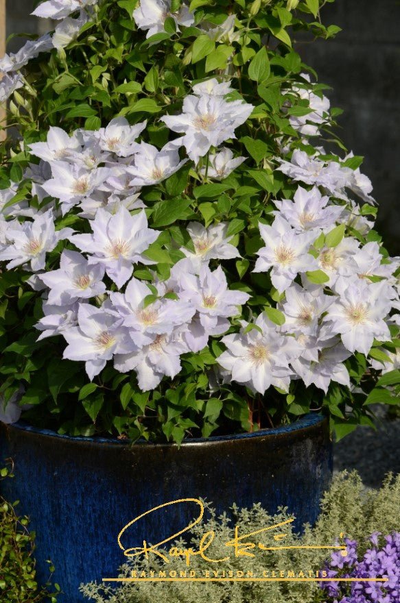 Boulevard® Tranquilite™ Clematis