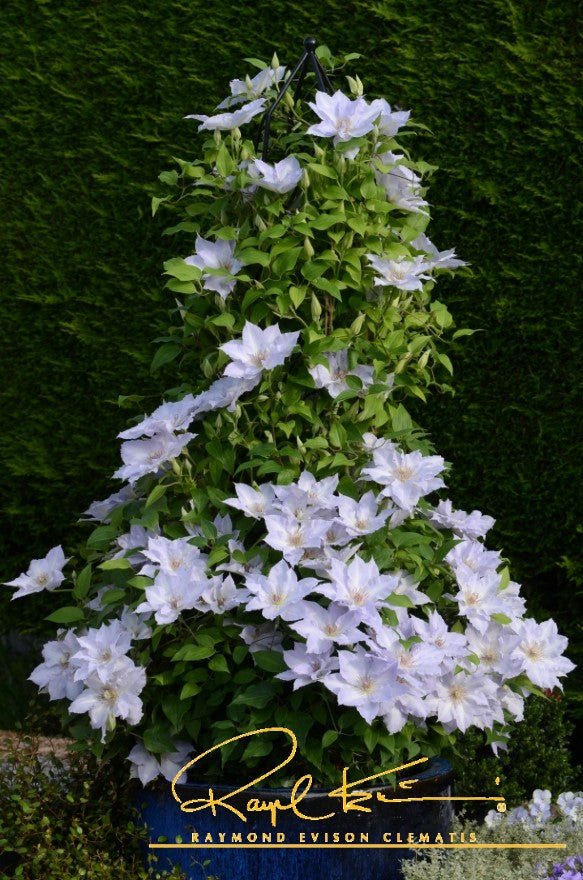 Boulevard® Tranquilite™ Clematis
