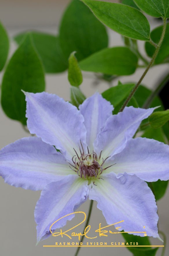 Boulevard® Tranquilite™ Clematis