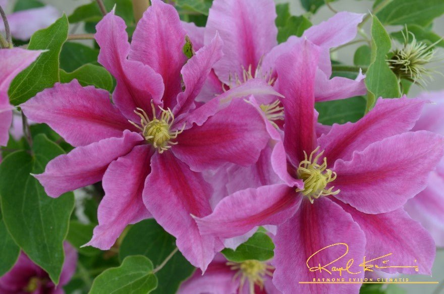Boulevard® Vicki™ Clematis
