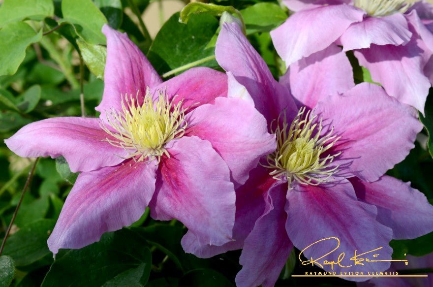 Boulevard® Vicki™ Clematis