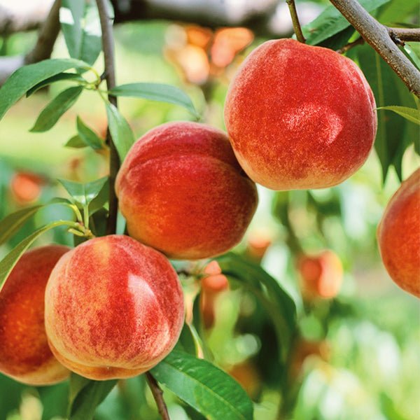 Bounty Peach Tree (Prunus persica 'Bounty'), a tree featuring pink flowers and deciduous.