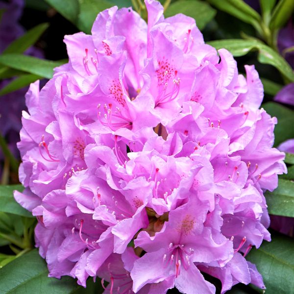 Boursault Rhododendron (Rhododendron catawbiense 'Boursault'), a shrub featuring blue, purple flowers and broad-leaved evergreen.