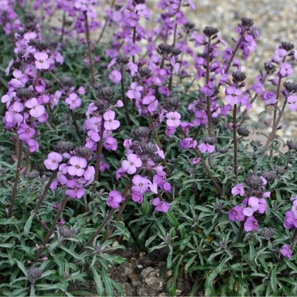 Bowles Me Away Wallflower - Nature Hills Nursery - #1 Container 2 Pack -