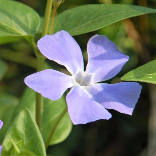 Close-up of blue, purple vinca flowers on Bowles Periwinkle blooming in early spring to late spring to early fall.