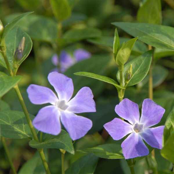 Perennial foliage of Bowles Periwinkle (Vinca minor 'Bowles') in a garden setting.