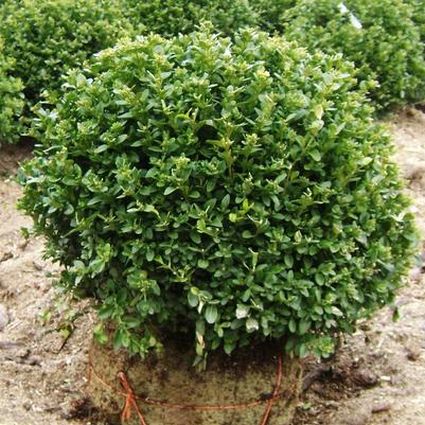 Green Velvet Boxwood (Buxus x 'Green Velvet') growing in a garden landscape, showing mature shrub form.